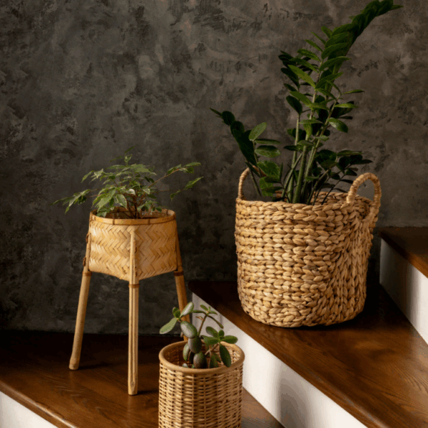 Cane Planters