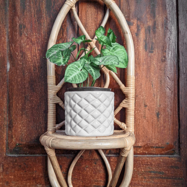 Bamboo Gardenings - Image 2